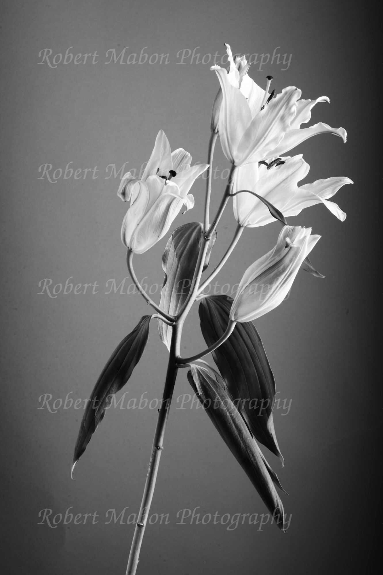 lily