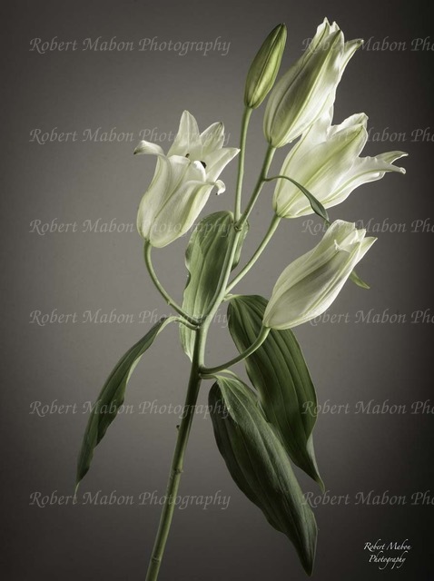 coloured lily